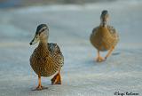 duckies!