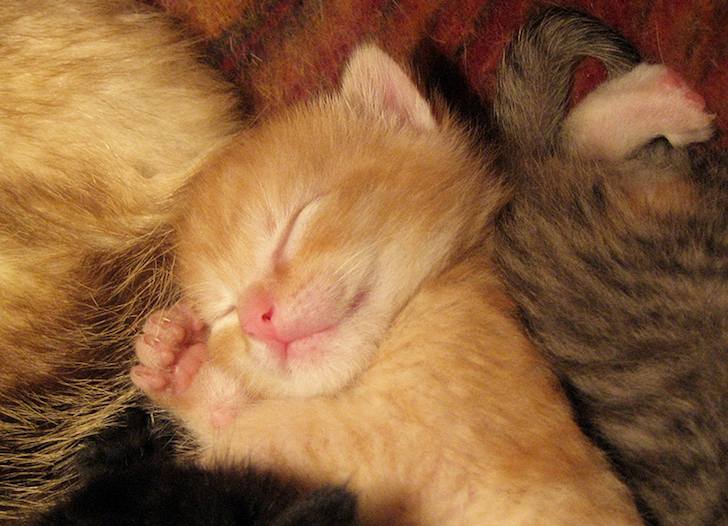 (с) Daily Kitten