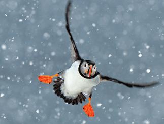puffin